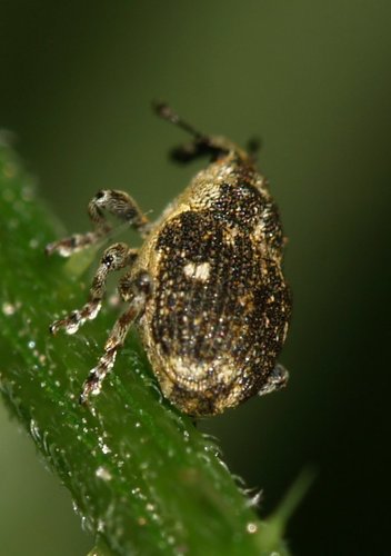 Small Nettle Weevil