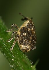 Nedyus quadrimaculatus