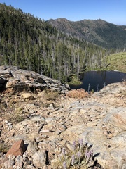 Castilleja schizotricha