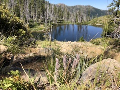 Castilleja schizotricha