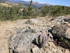 Castilleja schizotricha