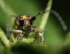 Agapanthia villosoviridescens