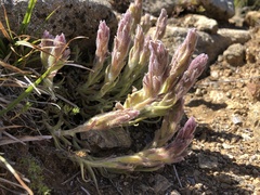 Castilleja schizotricha