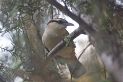 Campylorhynchus chiapensis
