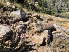 Castilleja schizotricha
