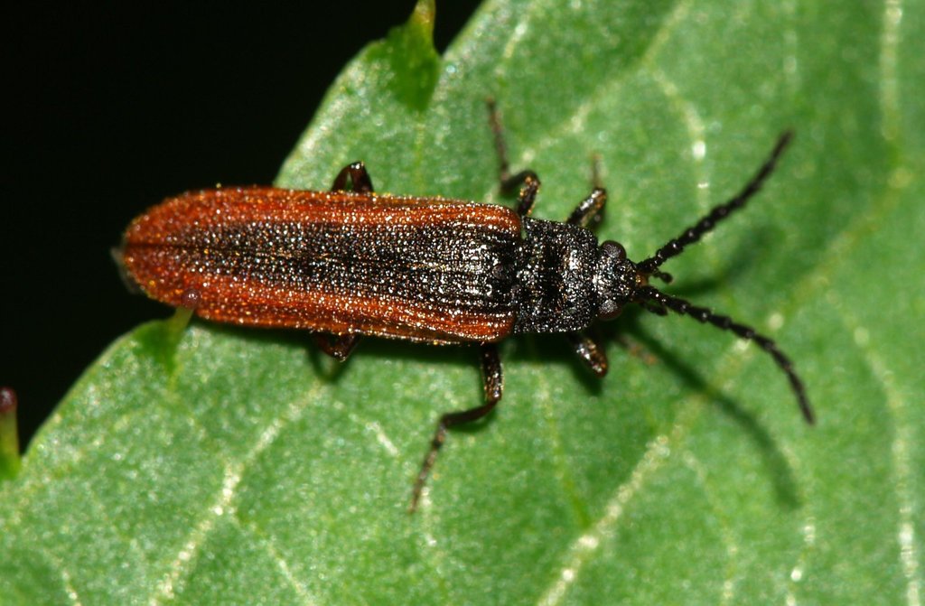 Omalisus fontisbellaquaei