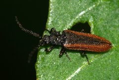 Omalisus fontisbellaquei