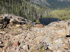 Castilleja schizotricha