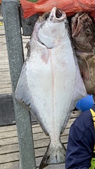 Hippoglossus stenolepis