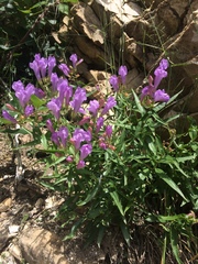 Penstemon lyallii
