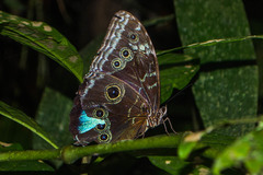 Morpho helenor peleides