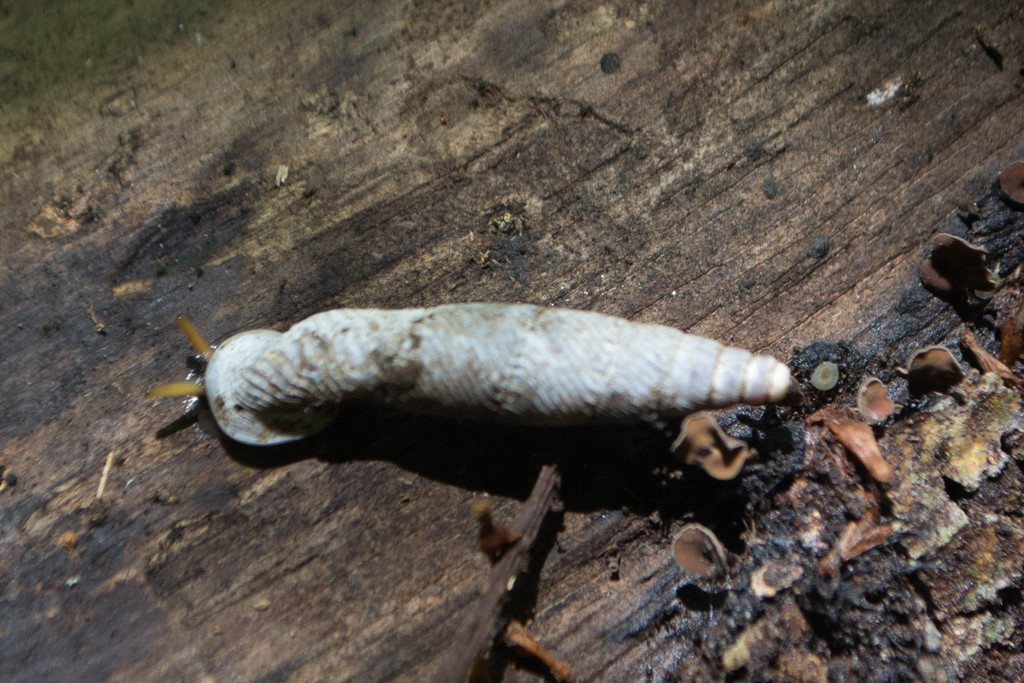 Neniinae