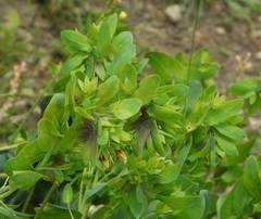 Cerinthe glabra