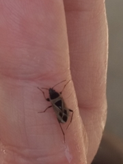 Xanthochilus saturnius