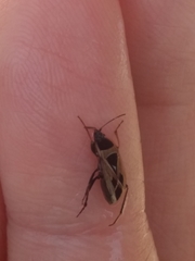 Xanthochilus saturnius