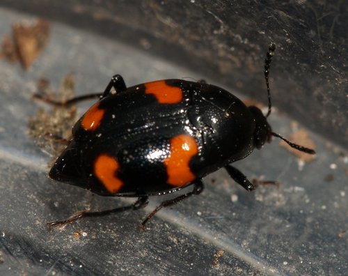 Orange-spotted Scaphidium photo 3