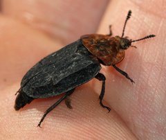 Oiceoptoma thoracicum
