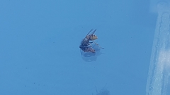 Vespidae