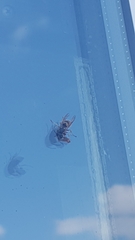 Vespidae