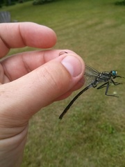 Arigomphus cornutus