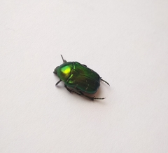 Cetonia aurata