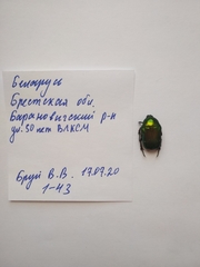 Cetonia aurata