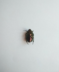 Cetonia aurata