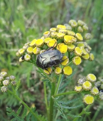 Cetonia aurata