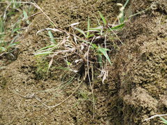 Ischaemum aristatum