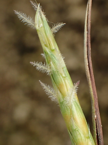 Ischaemum aristatum