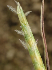 Ischaemum aristatum