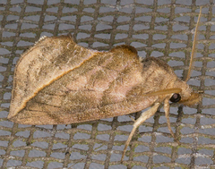 Calyptra canadensis