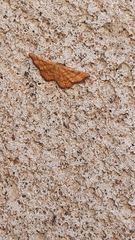 Idaea serpentata