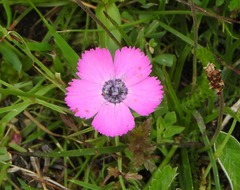 Dianthus pavonius