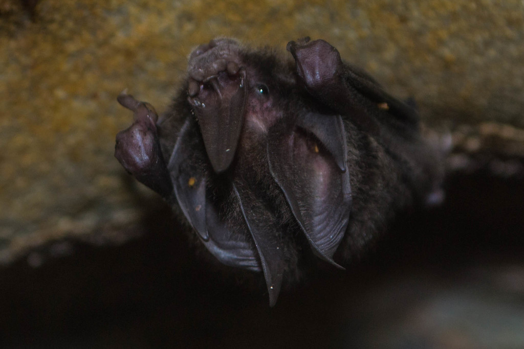 Tomes's Sword-nosed Bat from Agualinda, San Luís, Antioquia, Colombia ...