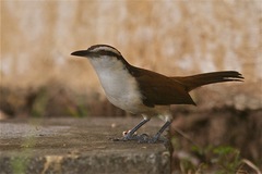 Campylorhynchus chiapensis