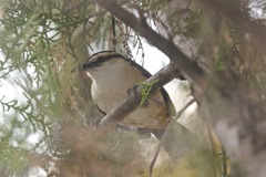 Campylorhynchus chiapensis