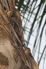 Campylorhynchus chiapensis