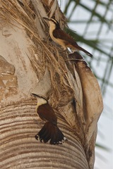 Campylorhynchus chiapensis