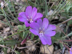 Epilobium siskiyouense