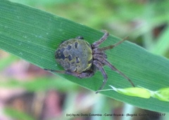 Araneus granadensis