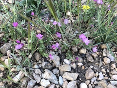 Epilobium siskiyouense