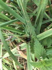 Zeuneriana abbreviata