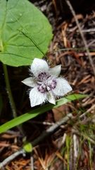 Calochortus elegans elegans