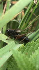 Zeuneriana abbreviata