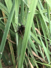 Zeuneriana abbreviata