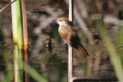 Acrocephalus gracilirostris gracilirostris