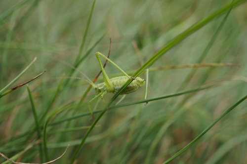 Striped Bush-cricket