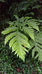 Tectaria griffithii