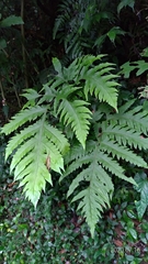 Tectaria griffithii